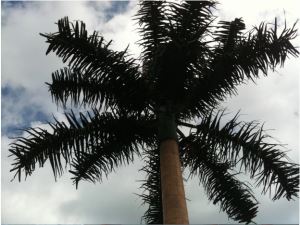Verbergen Palmboomtoren