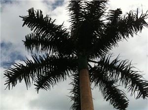 Vermomde Pine Tree Tower voor mobiele telefoon signaal broadcasting