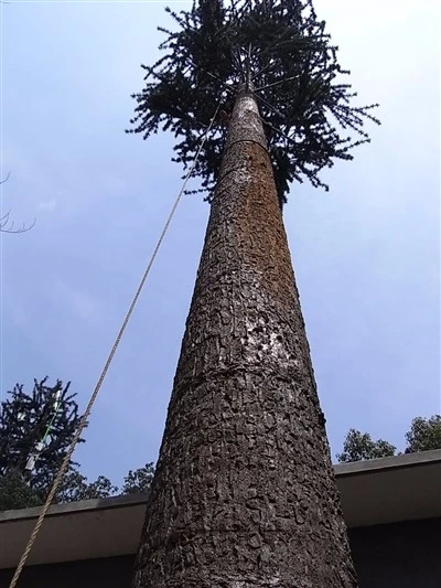 Gecamoufleerde kunstmatige dennenboom Mobiele communicatieantennetoren